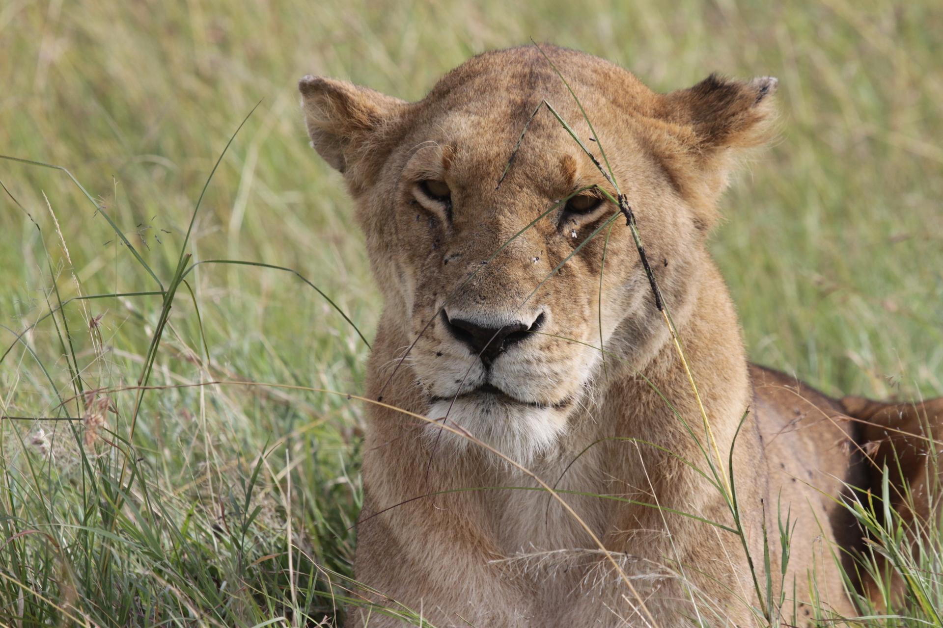 Young lioness